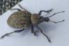 Otiorhynchus ligustici